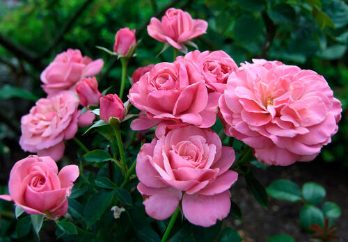 Кустарник розовых роз