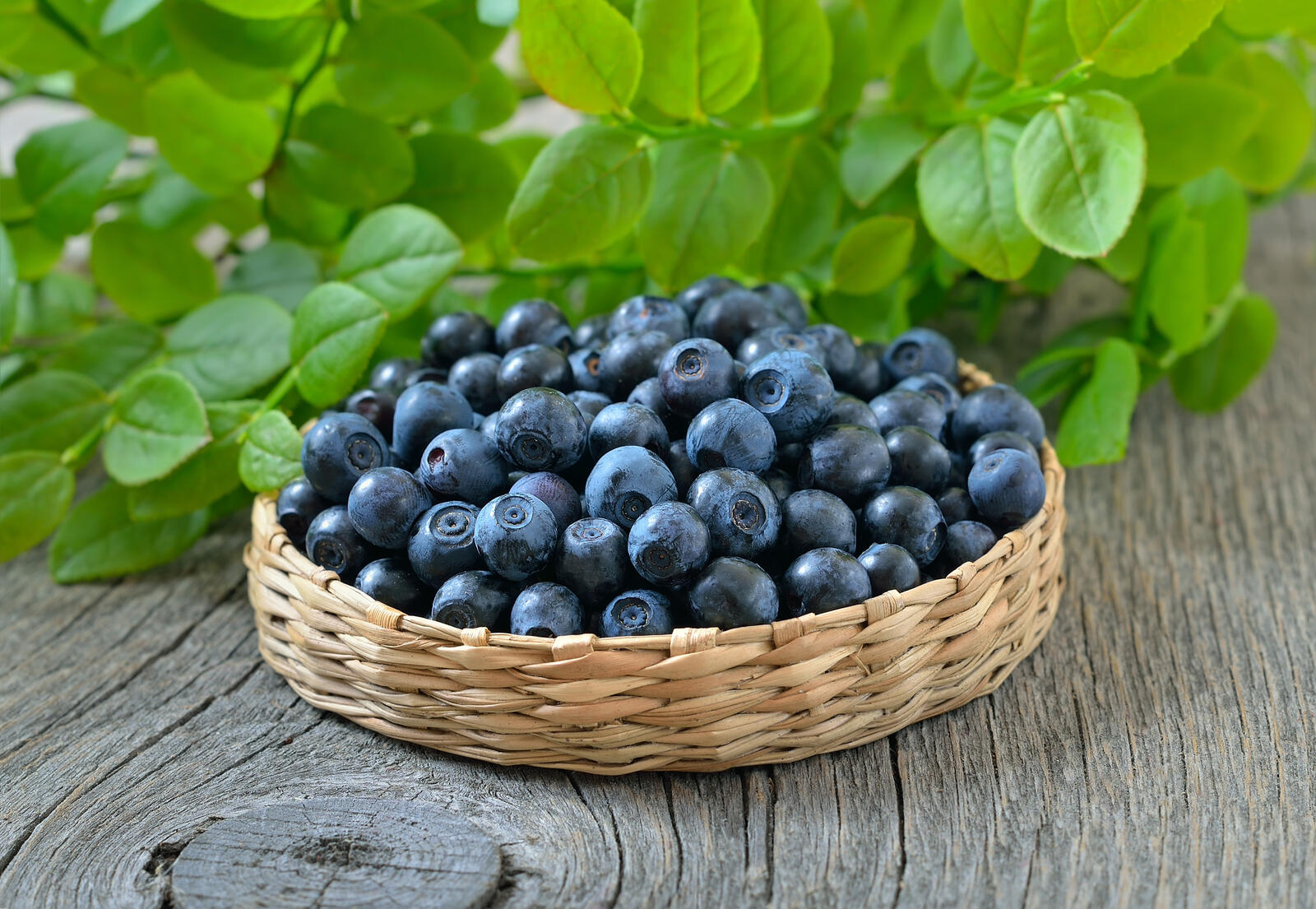 免费照片蓝莓在一个柳条