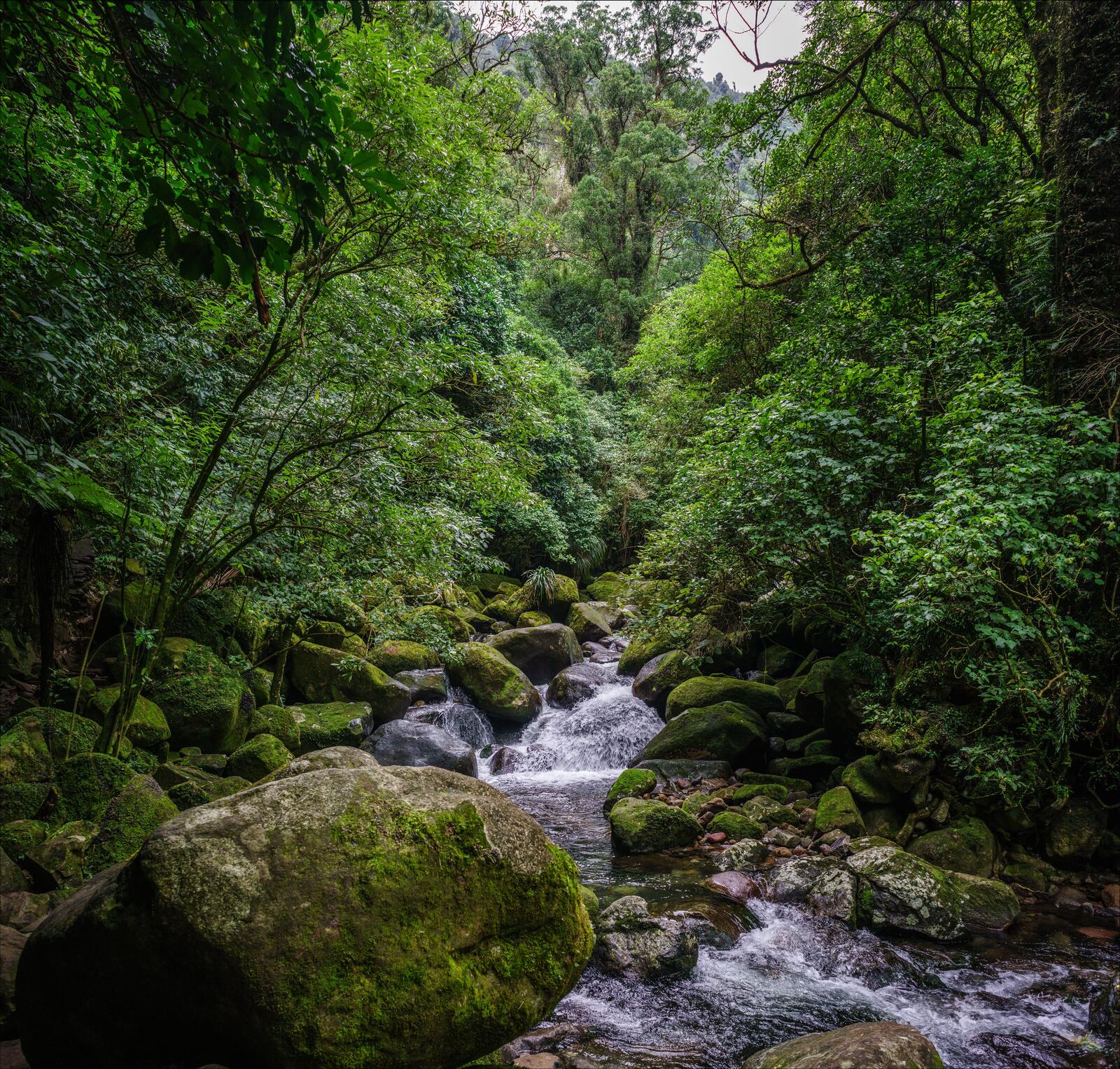Бесплатное фото Сильный ручей в летнем лесу