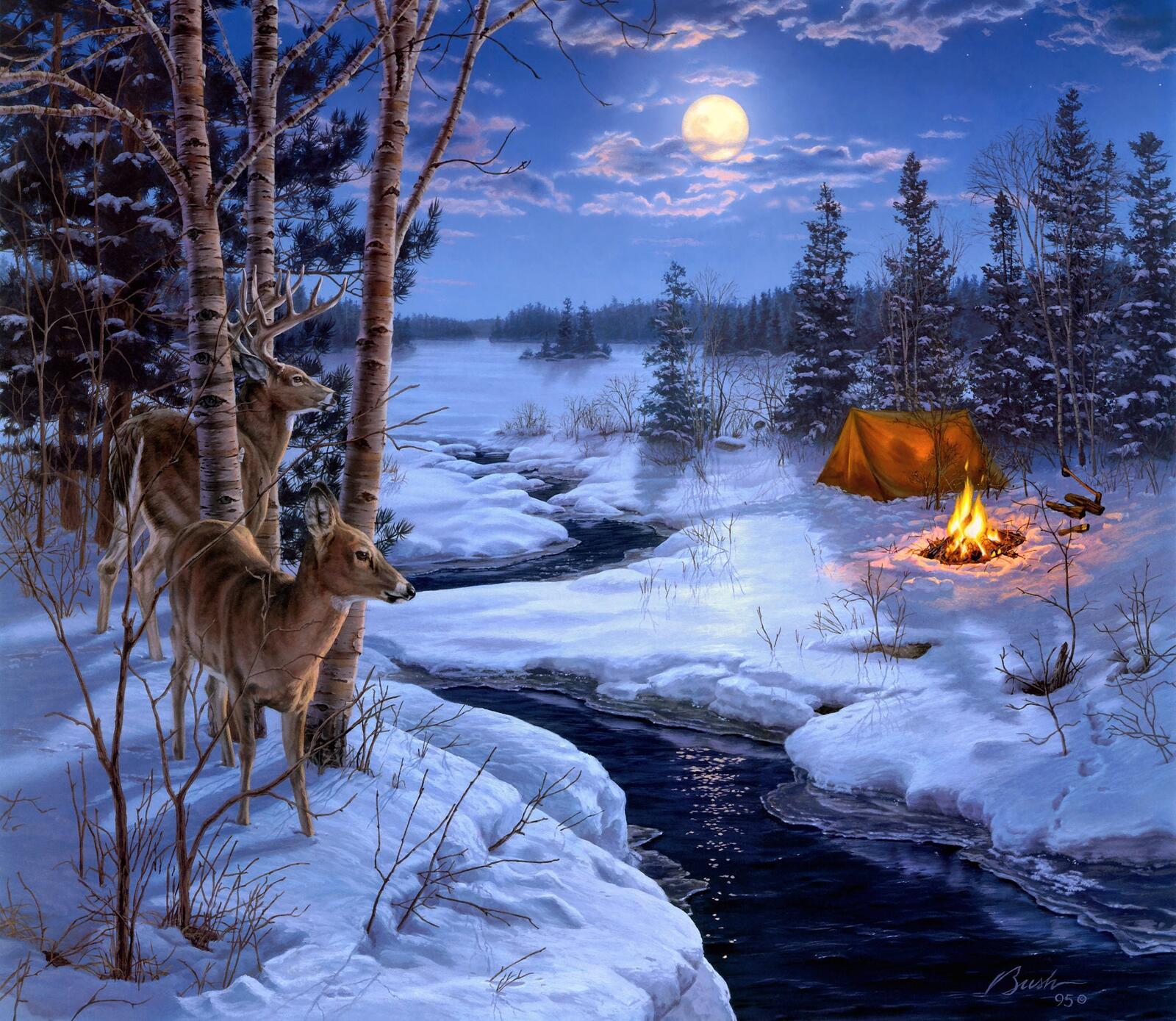 桌面上的壁纸森林之夜 冬季 溪流