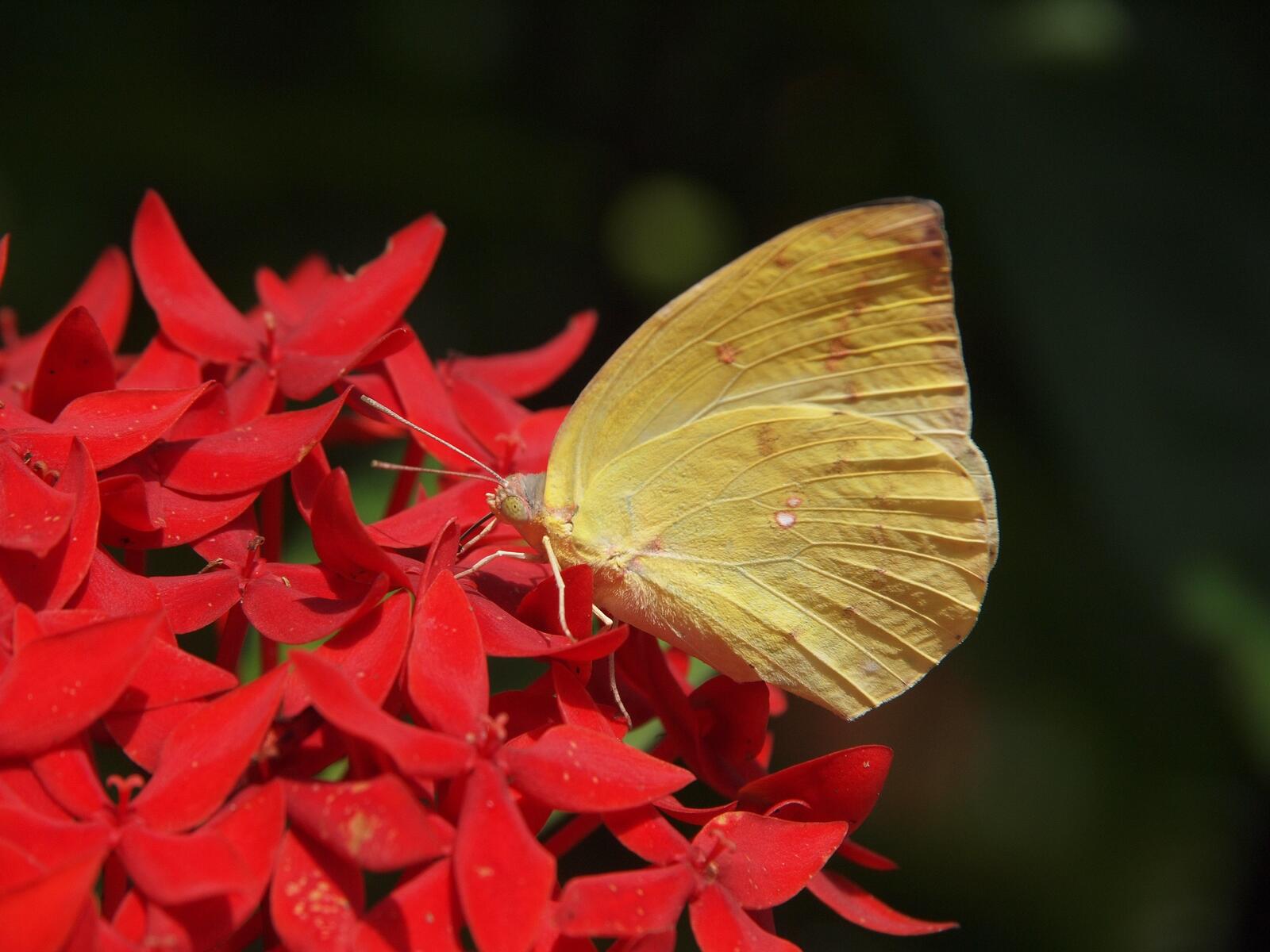 Обои желтая бабочка крылья красные цветы на рабочий стол