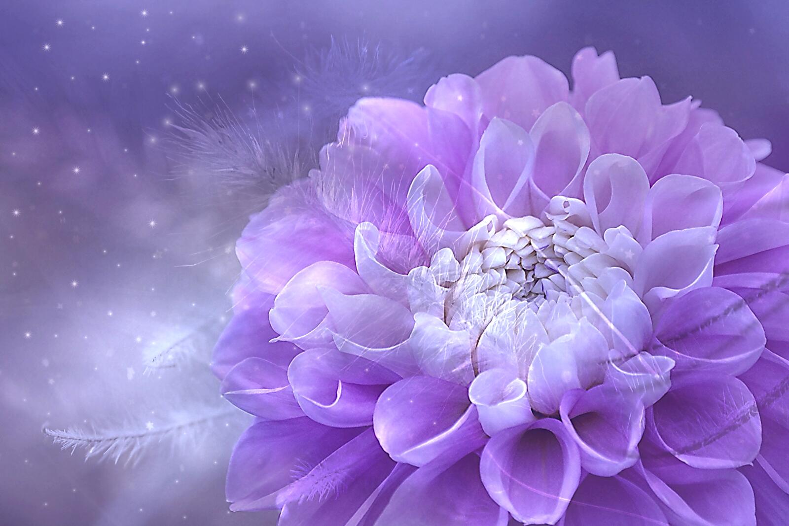 Бесплатное фото Георгин цветок во всей красе