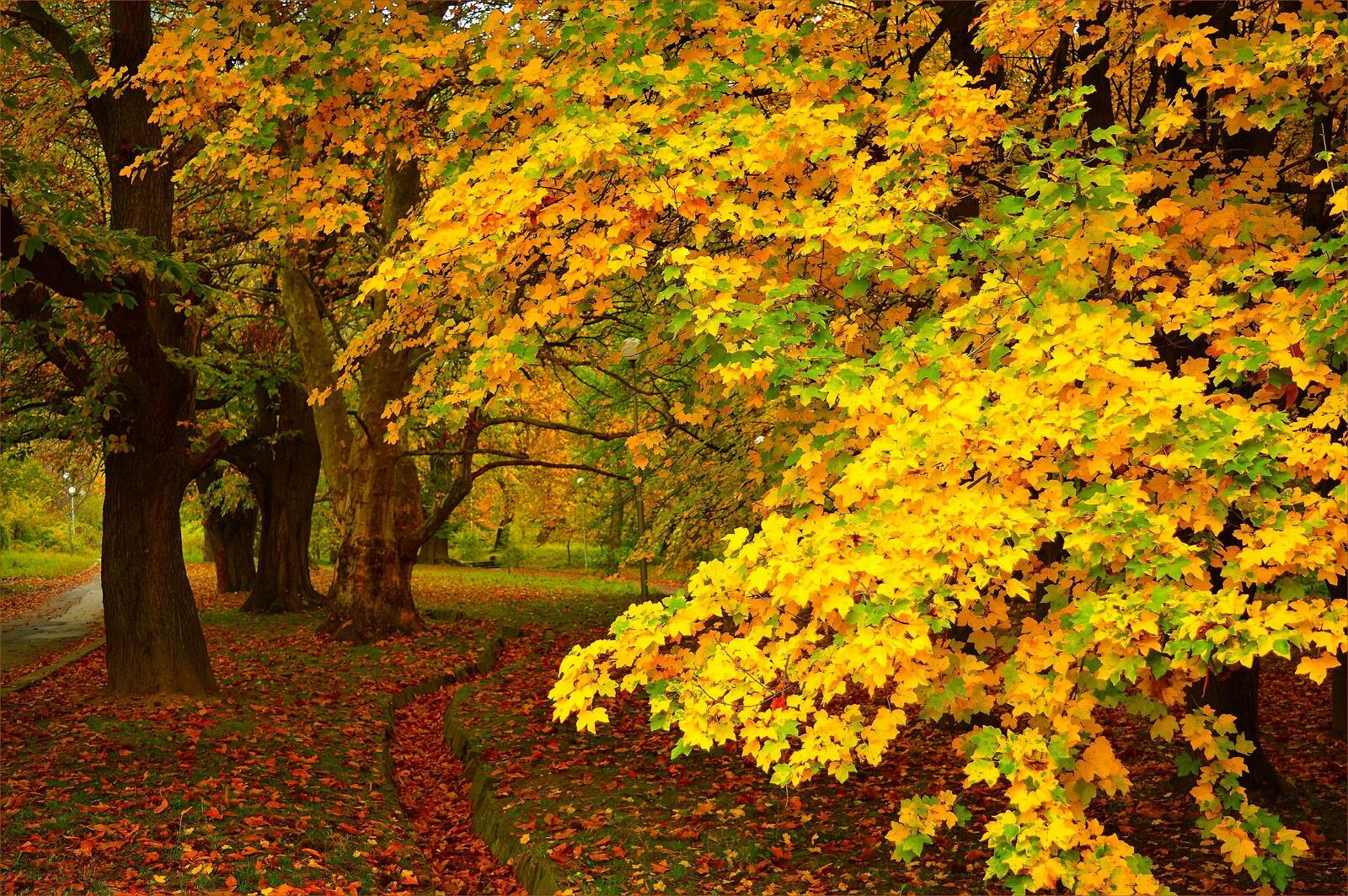 Wallpapers the colors of autumn colors of autumn autumn on the desktop
