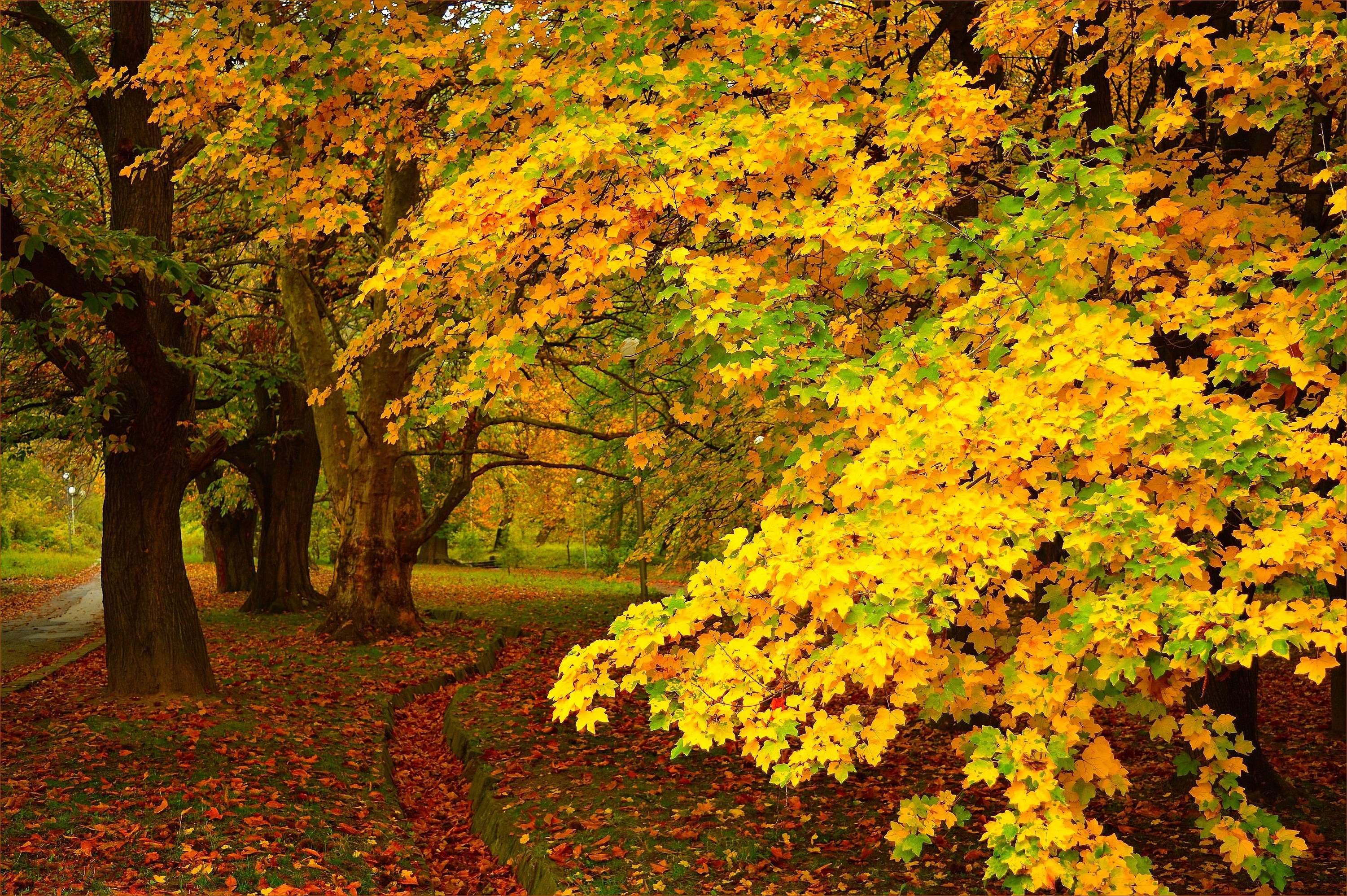 Wallpapers the colors of autumn colors of autumn autumn on the desktop