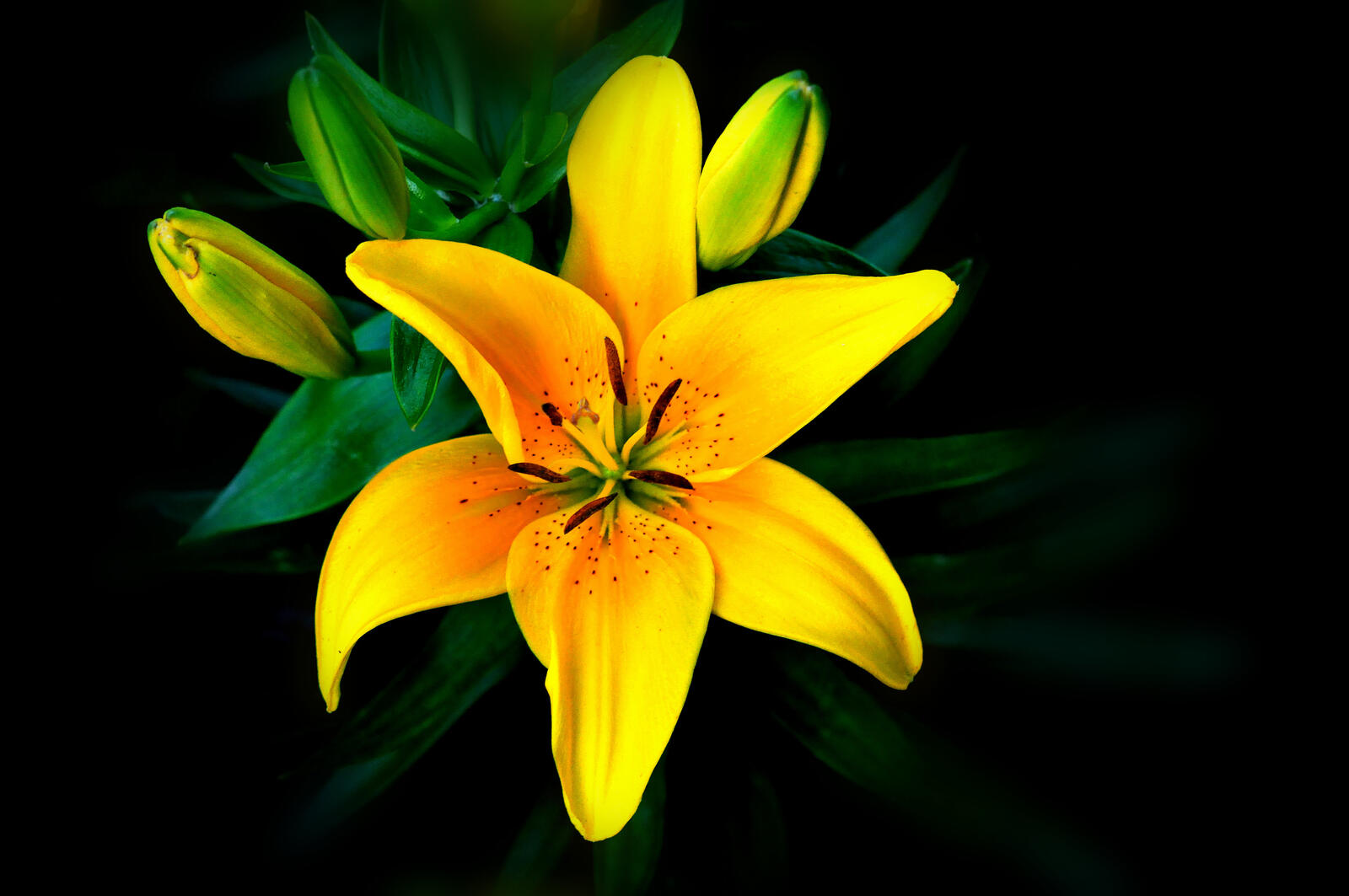 Обои цветочная композиция желтый цветок лилия на рабочий стол