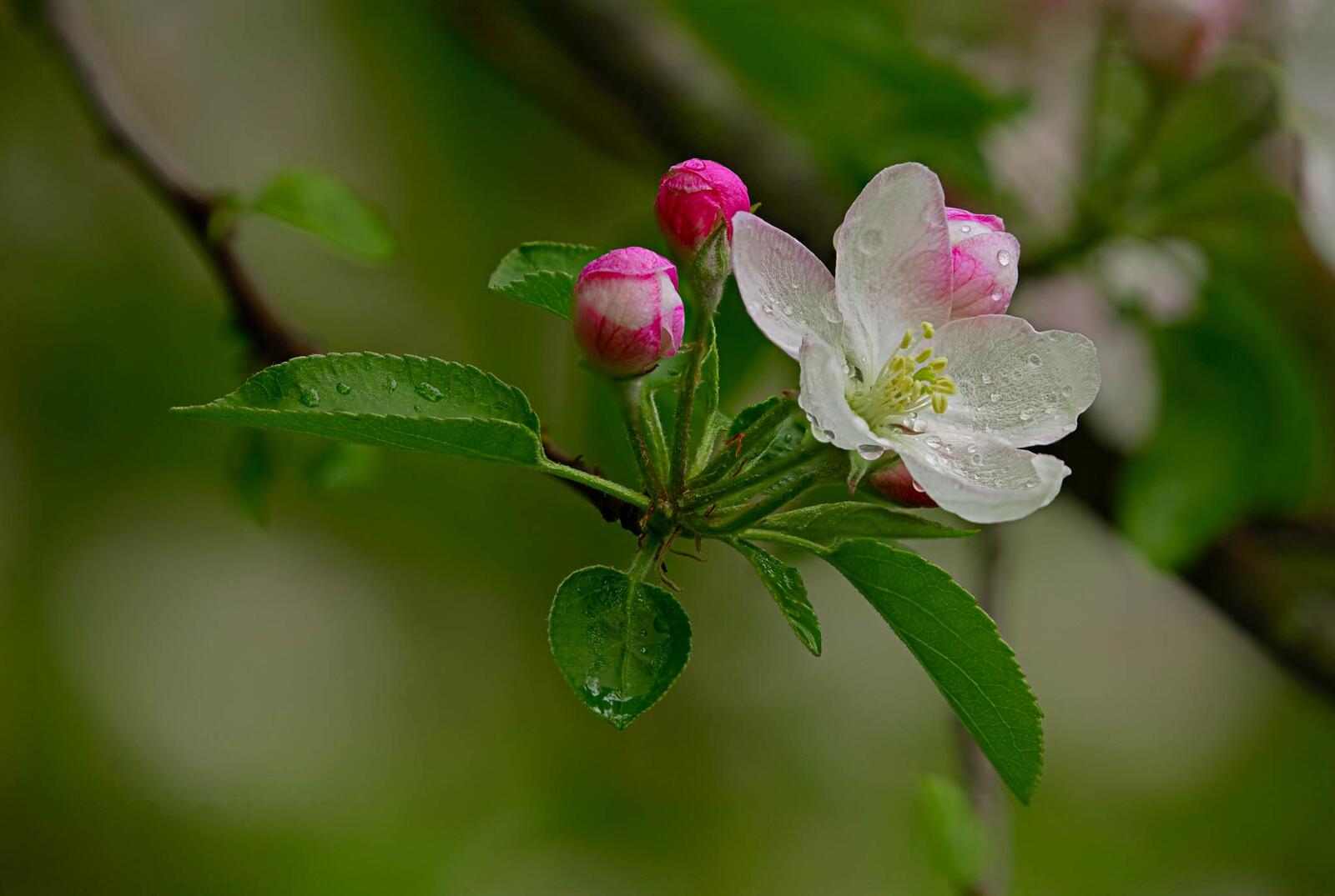 Обои яблоня цветущая ветка весна на рабочий стол