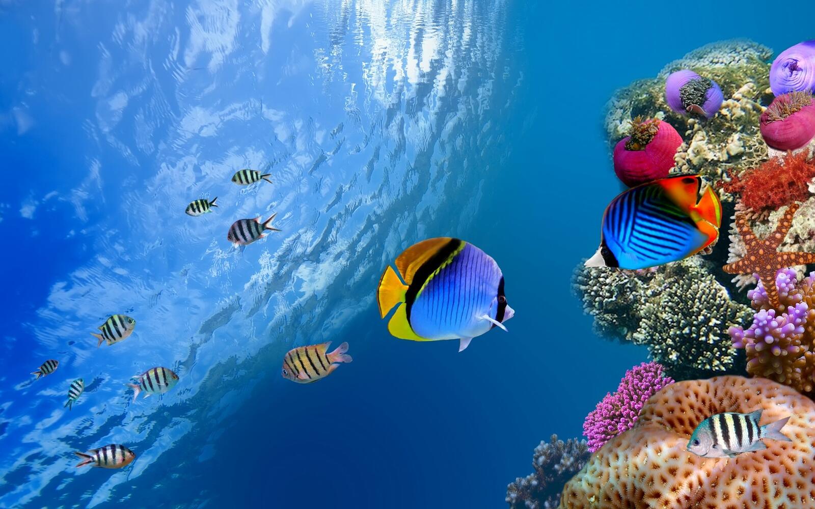 Wallpapers coral fish underwater ocean on the desktop