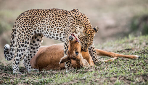 Леопард поймал антилопу