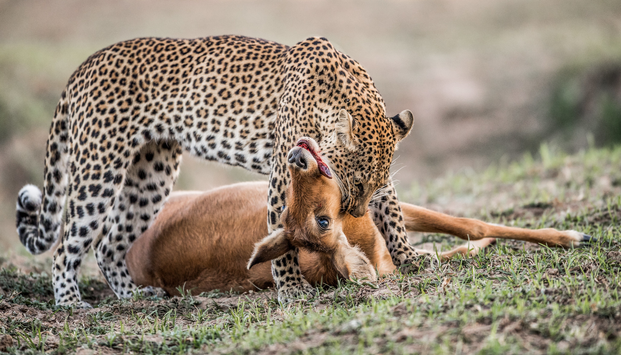 Free photo The leopard had caught an antelope