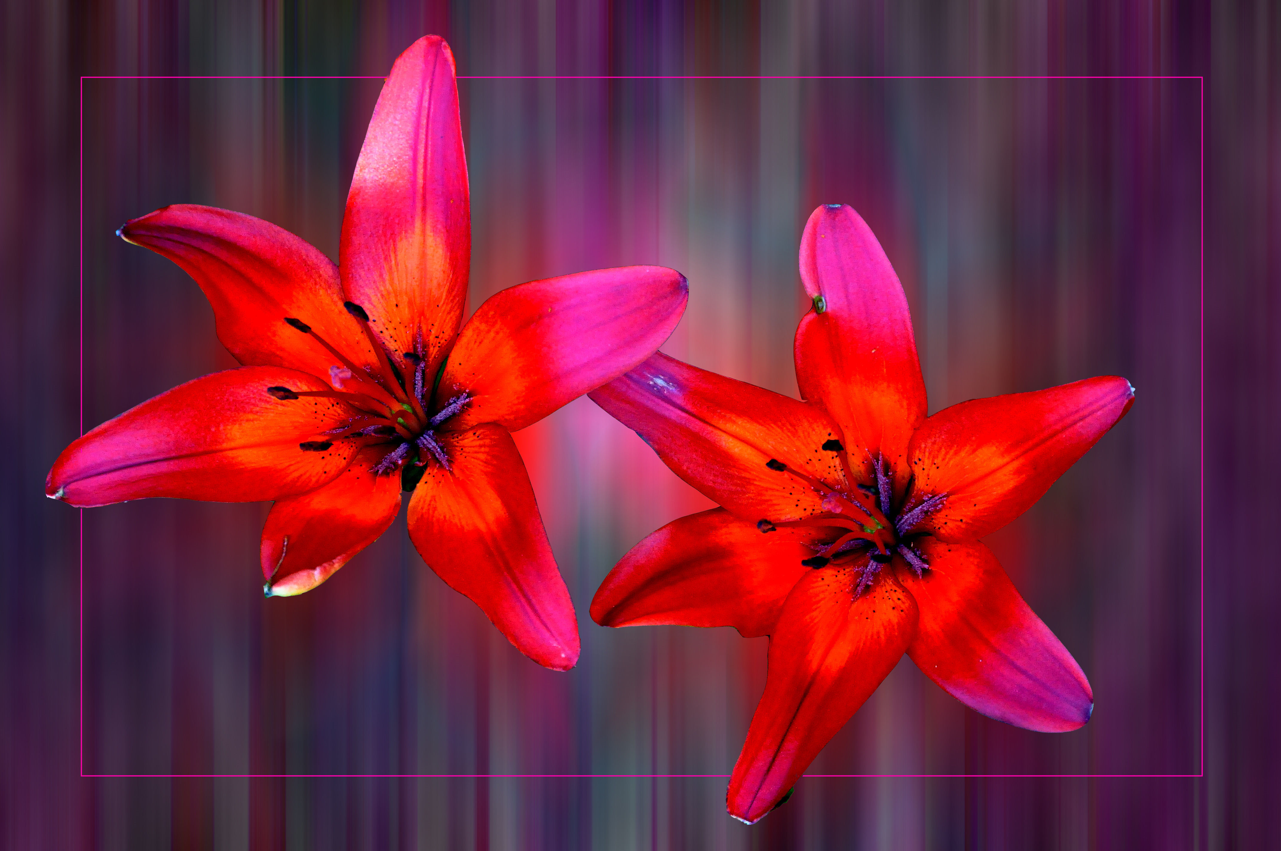 Photo free flower arrangement, lilies, lilyt