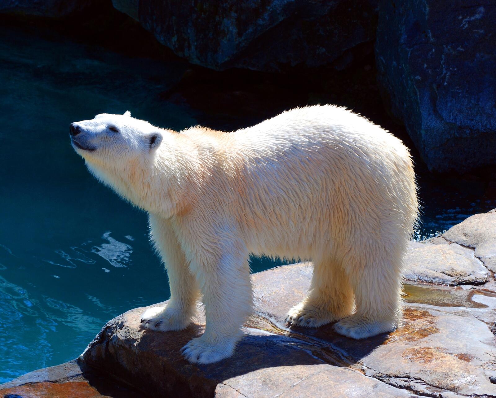 Обои медведь полярных полярный медведь на рабочий стол