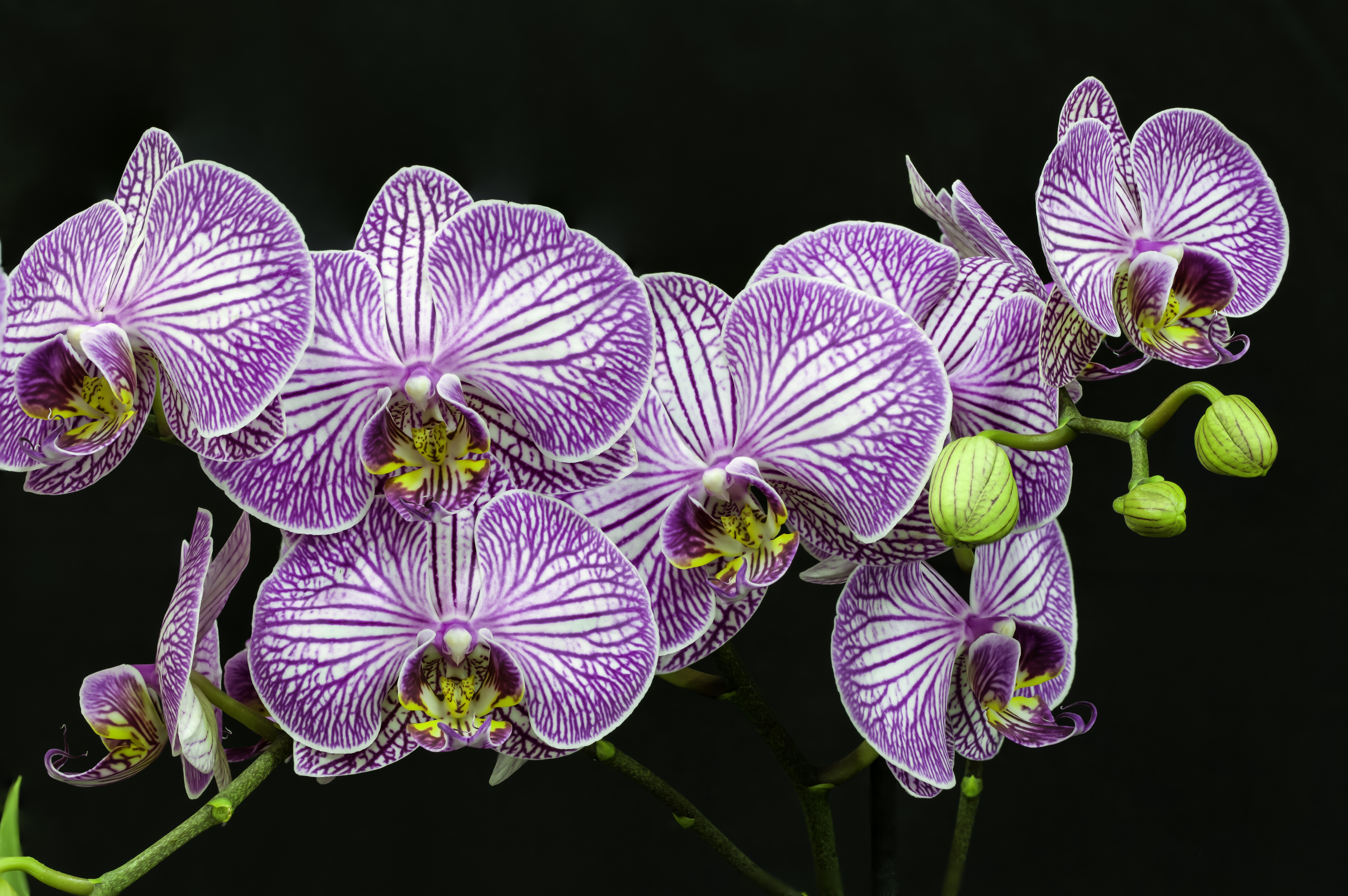 Орхидея Тигрис
