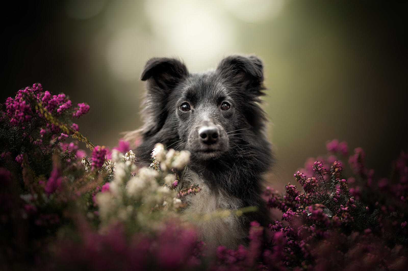 Бесплатное фото Собака в зарослях вереска