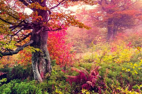 Осенний красочный лес, разноцветные листки