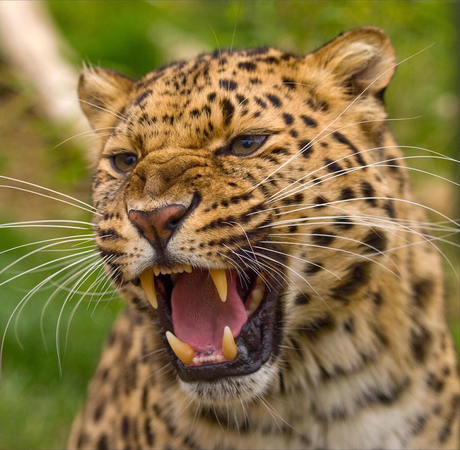 Free photo The teeth of the leopard hisses!