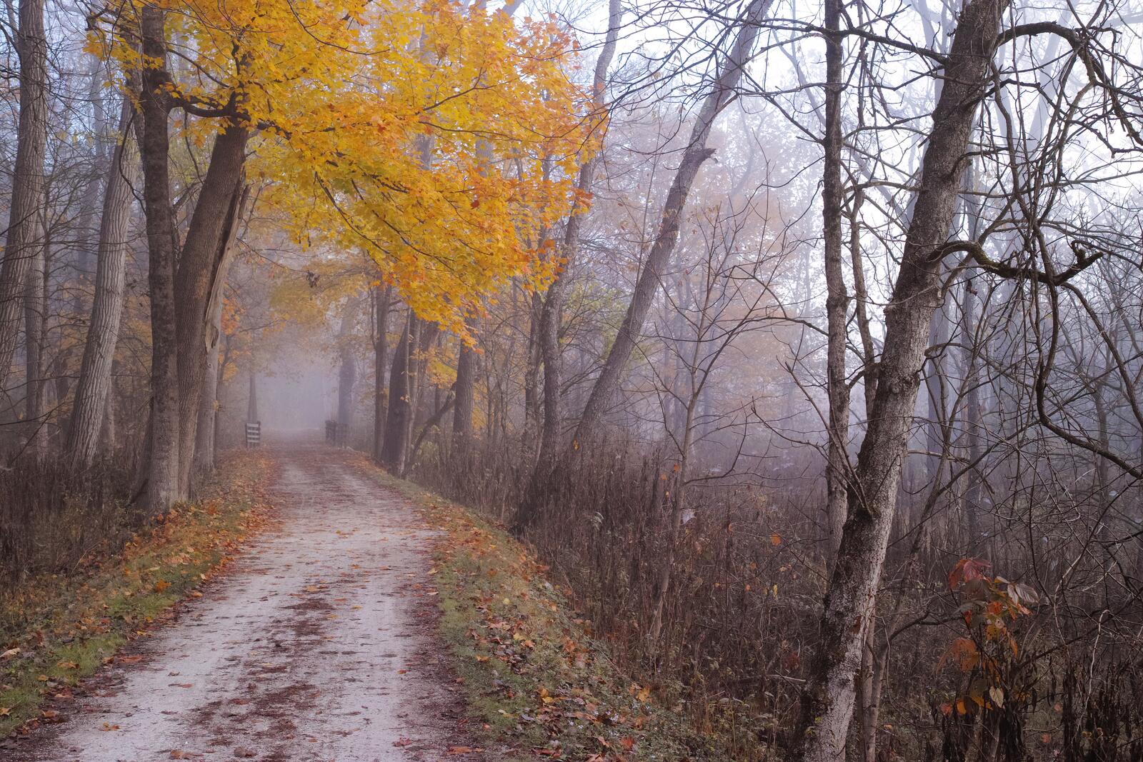 Wallpapers fog landscape paints of autumn on the desktop