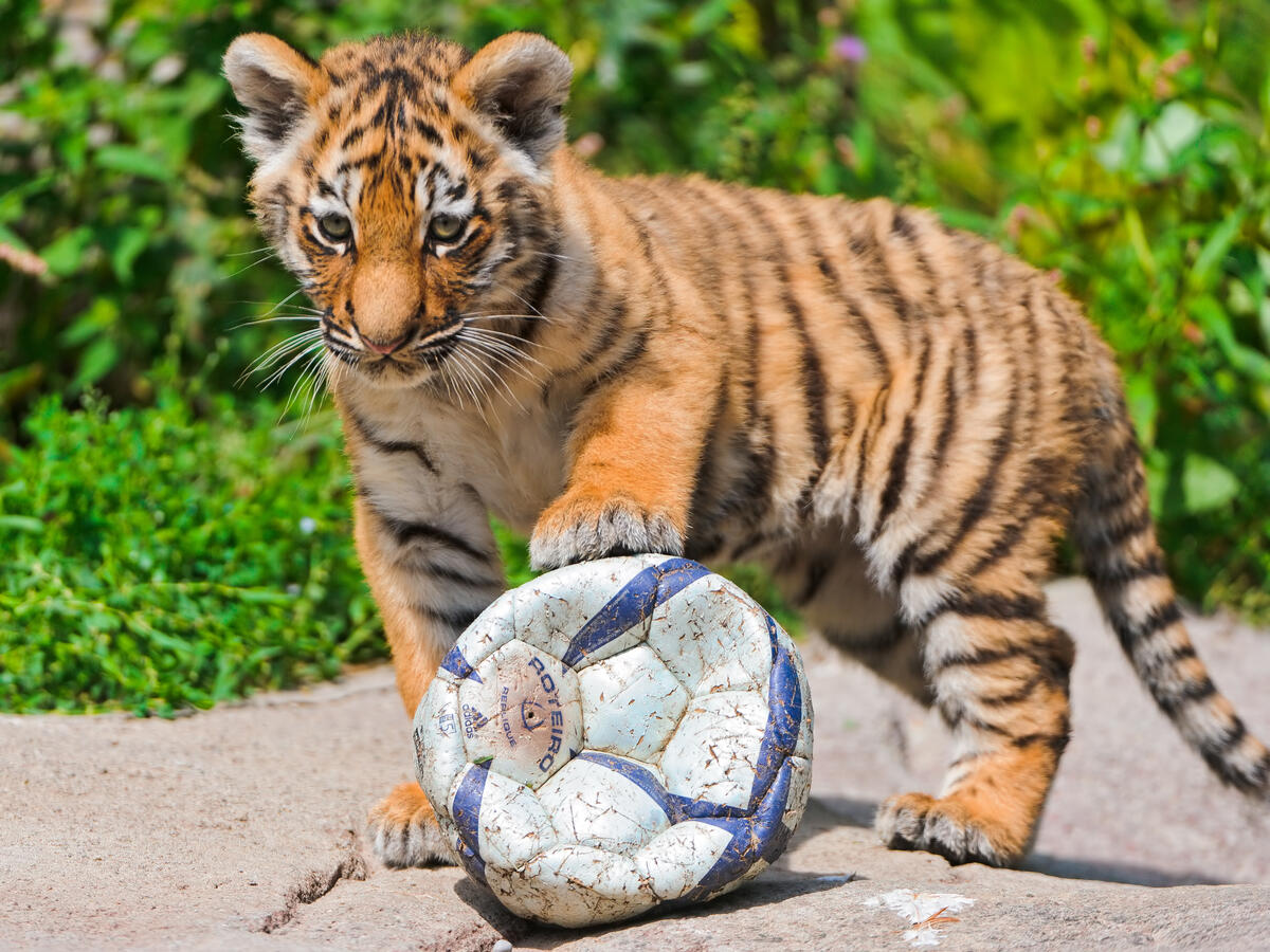 Cub playing with soccer ball