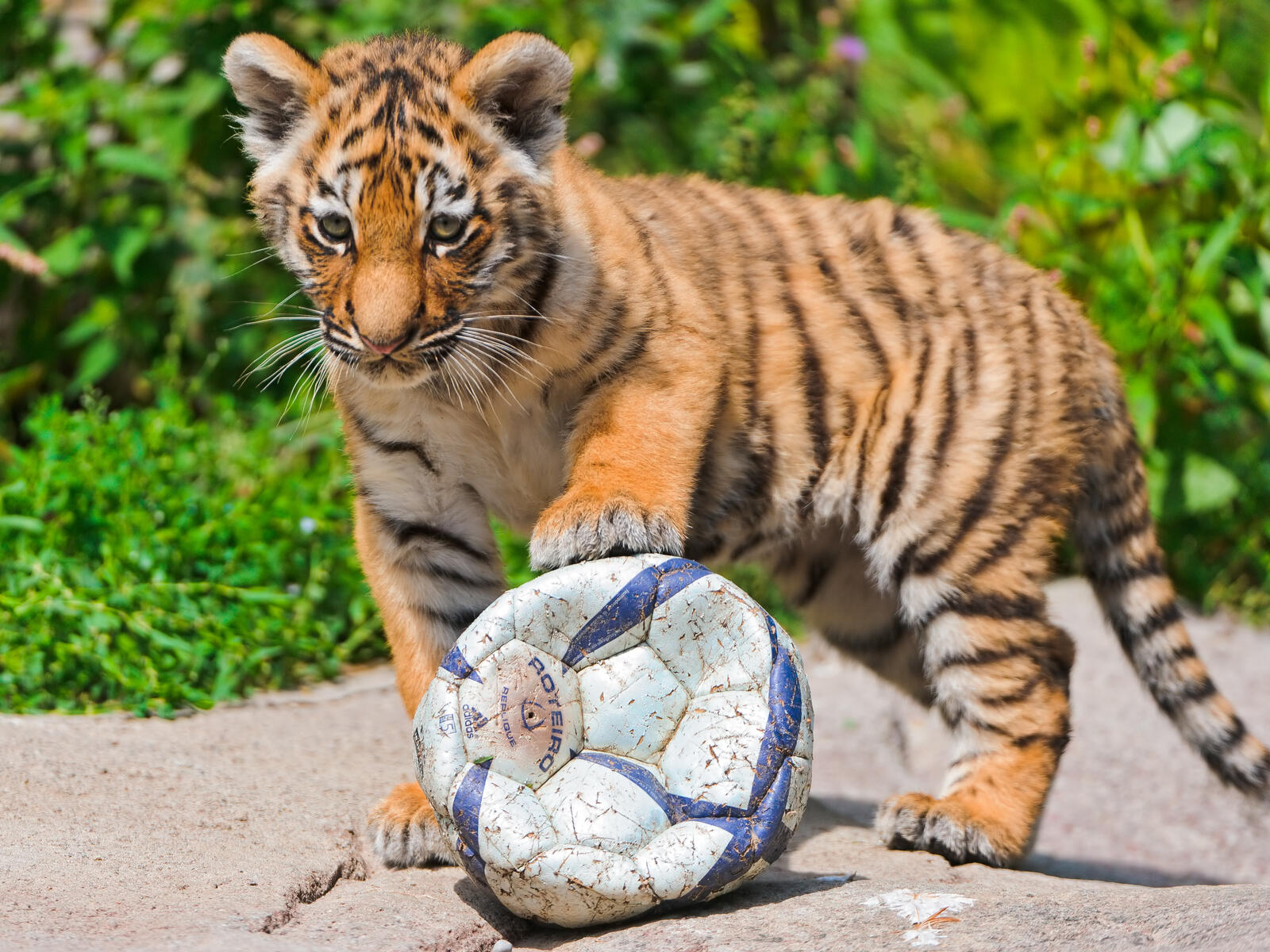 Бесплатное фото Тигренок играет с футбольным мячом