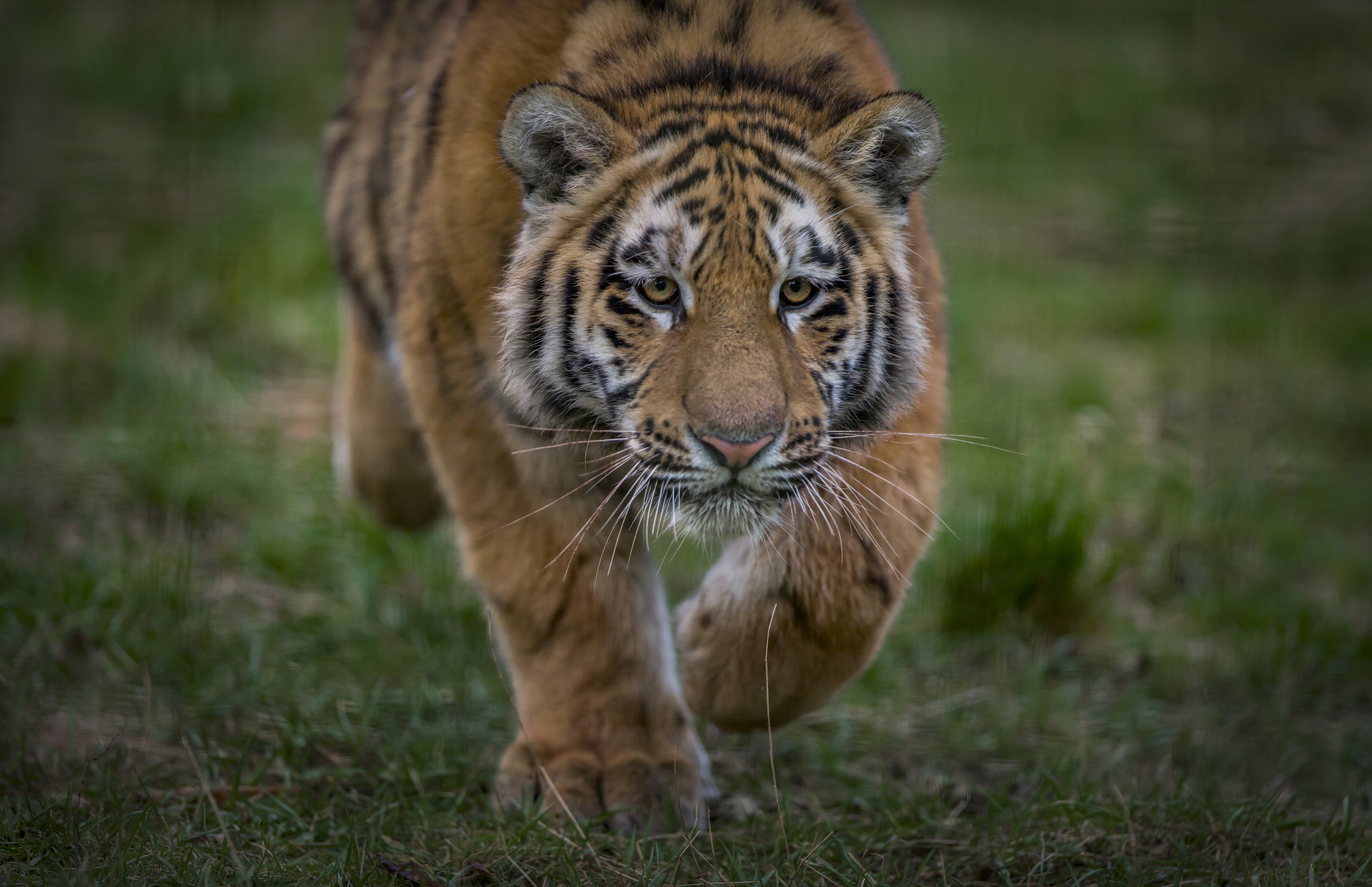 Бесплатное фото Фото смотреть амурский тигр, большая кошка бесплатно