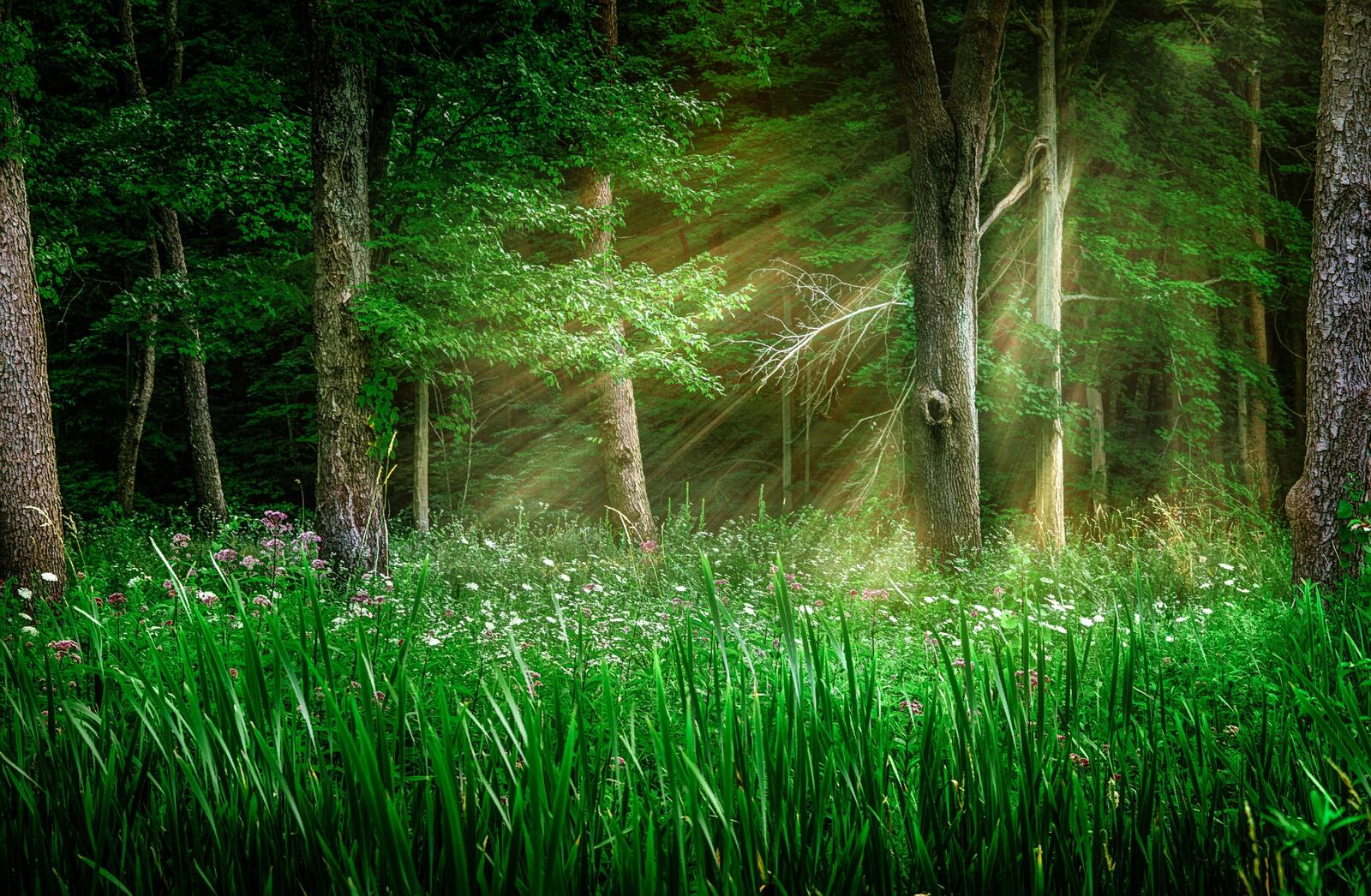 Wallpapers forest trees plants on the desktop