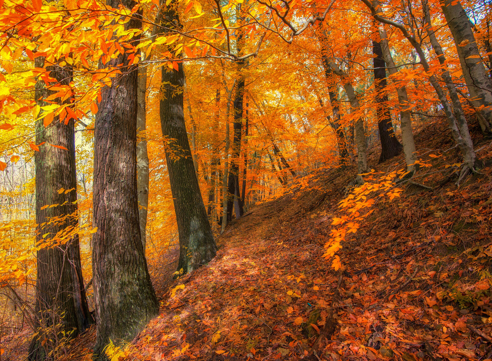 Обои лес осень осенью листва на рабочий стол