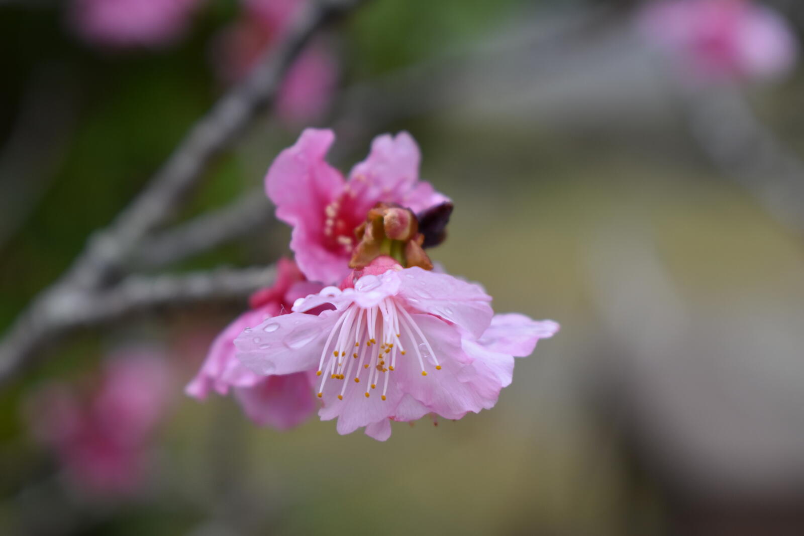Wallpapers cherry blossom Okinawa on the desktop
