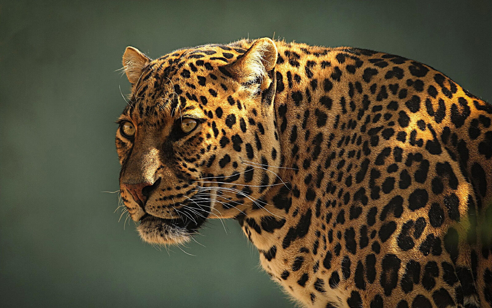 Wallpapers eyes face leopard on the desktop