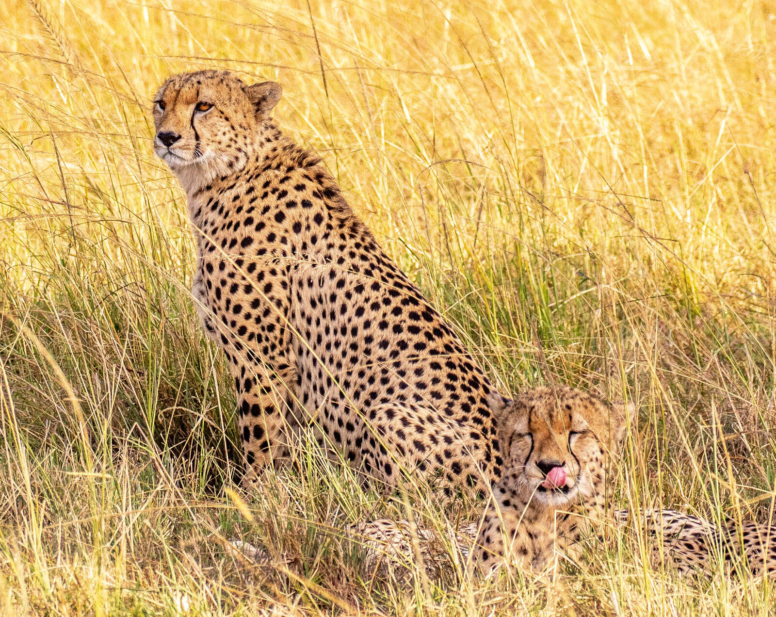 Wallpapers cheetahs cheetah brothers Maasai Mara on the desktop