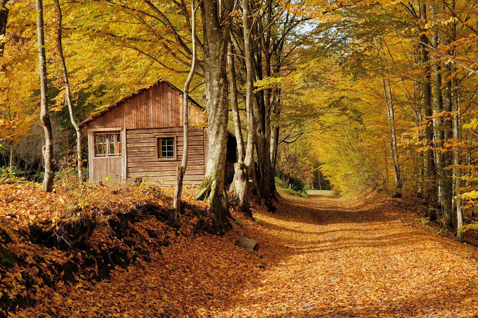 Wallpapers trees autumn leaves house on the desktop