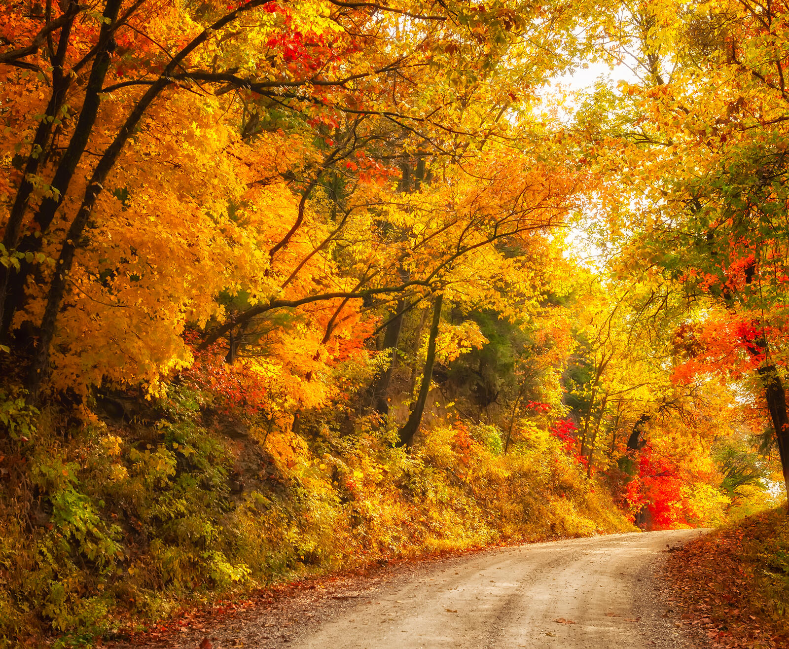 Wallpapers forest road autumn leaves on the desktop