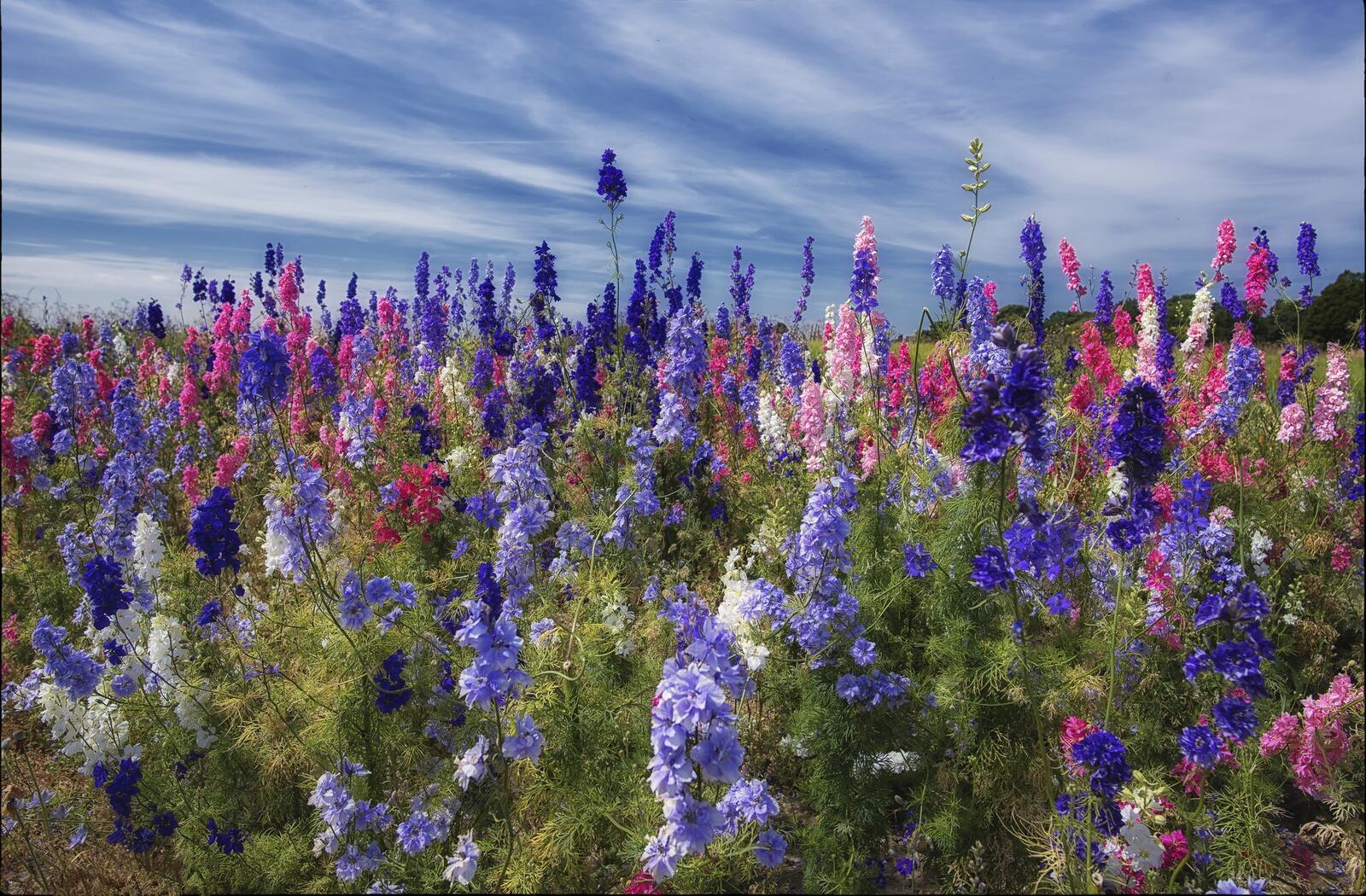 Бесплатное фото поле цветов