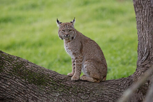 Predator - Lynx lynx