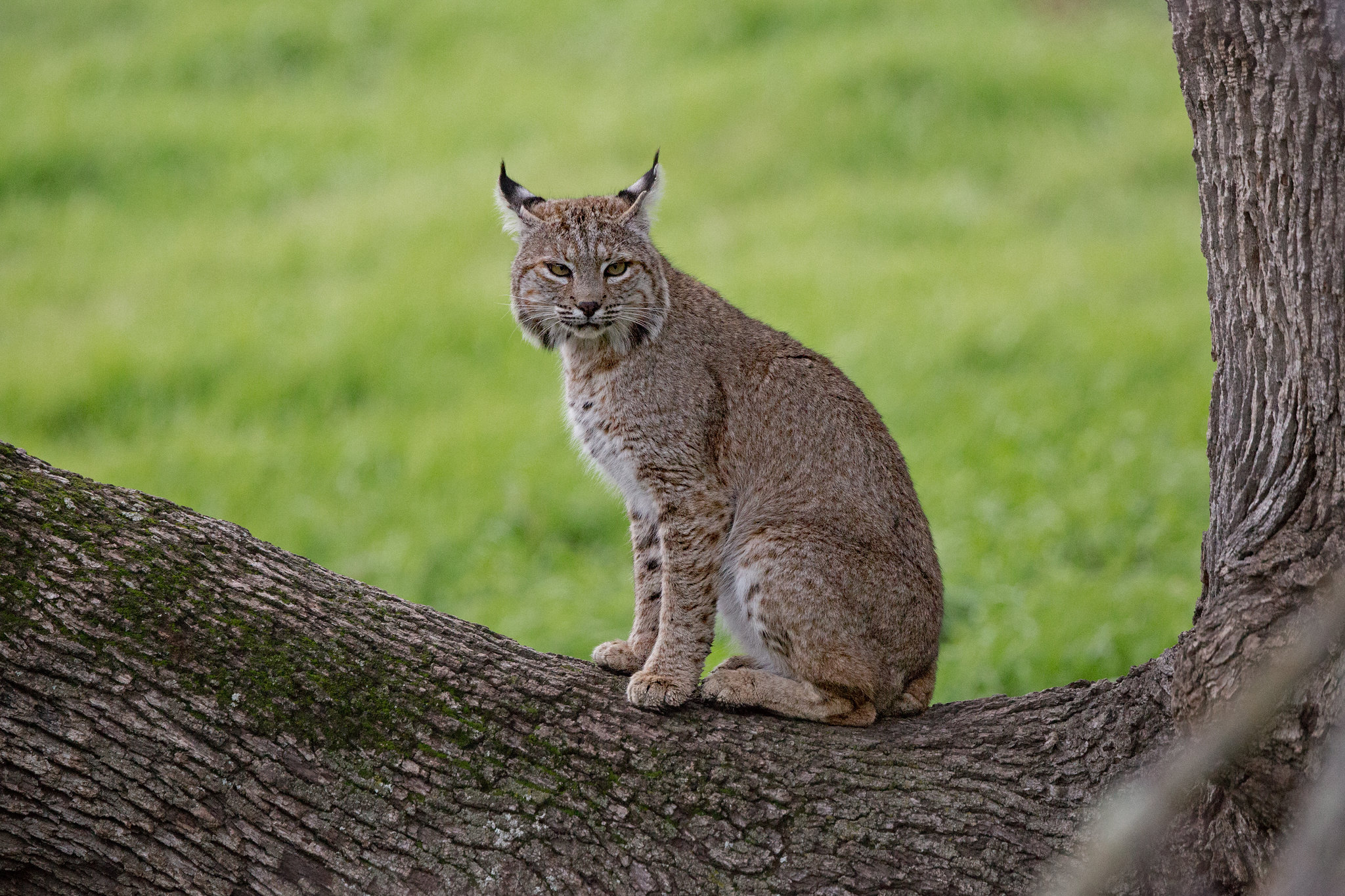 Бесплатное фото Хищник - Lynx lynx