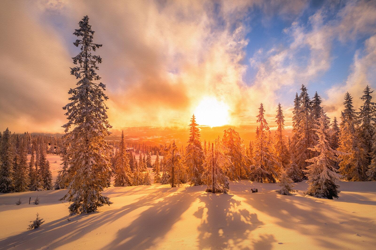 Wallpapers trees snowdrifts Norway on the desktop