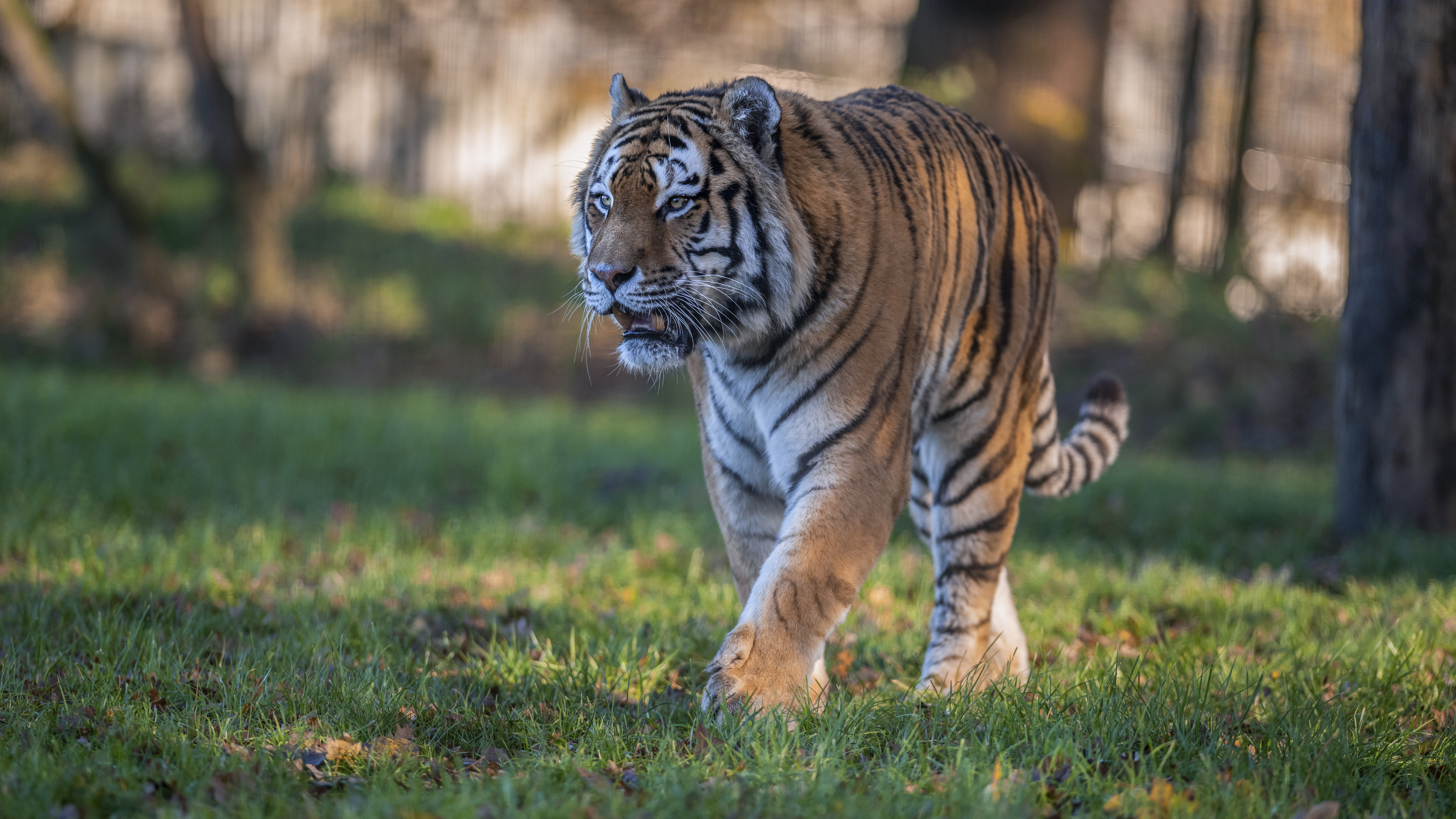 Скачать фотографию амурский тигр, животное · бесплатная фотография