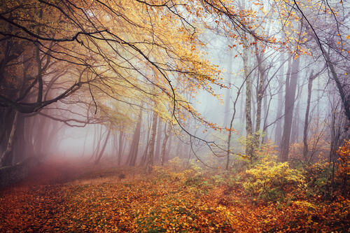 Leaf Fall and Foggy Forest