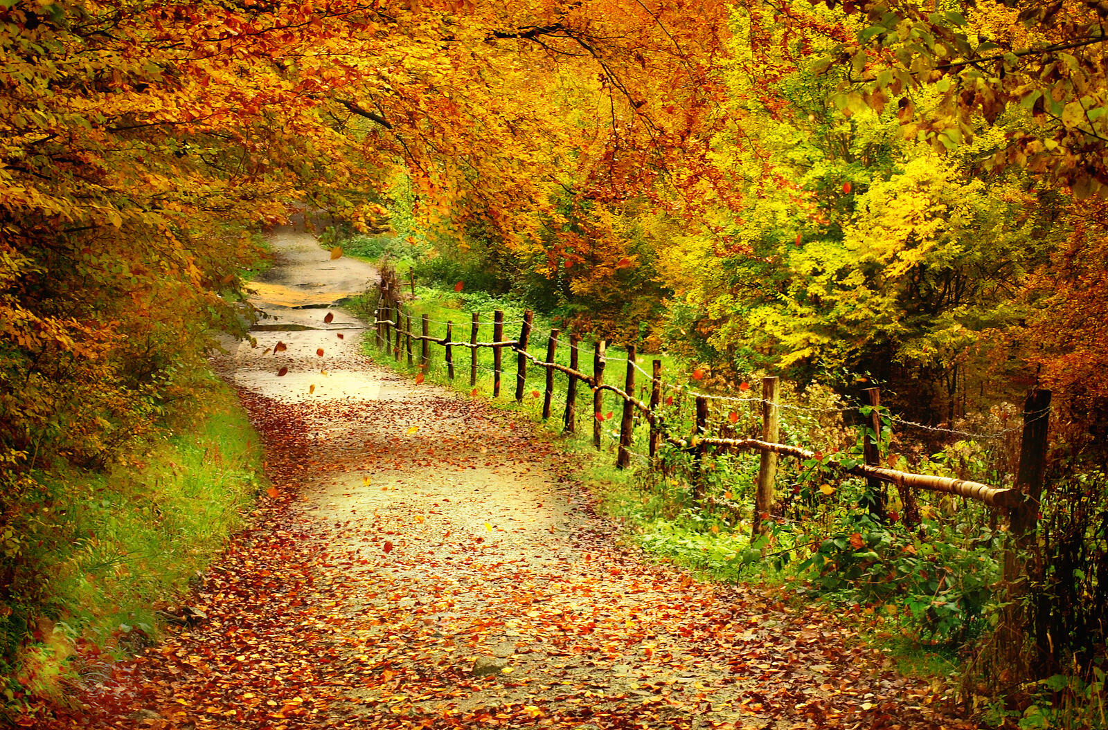 Wallpapers trees road autumn leaves on the desktop