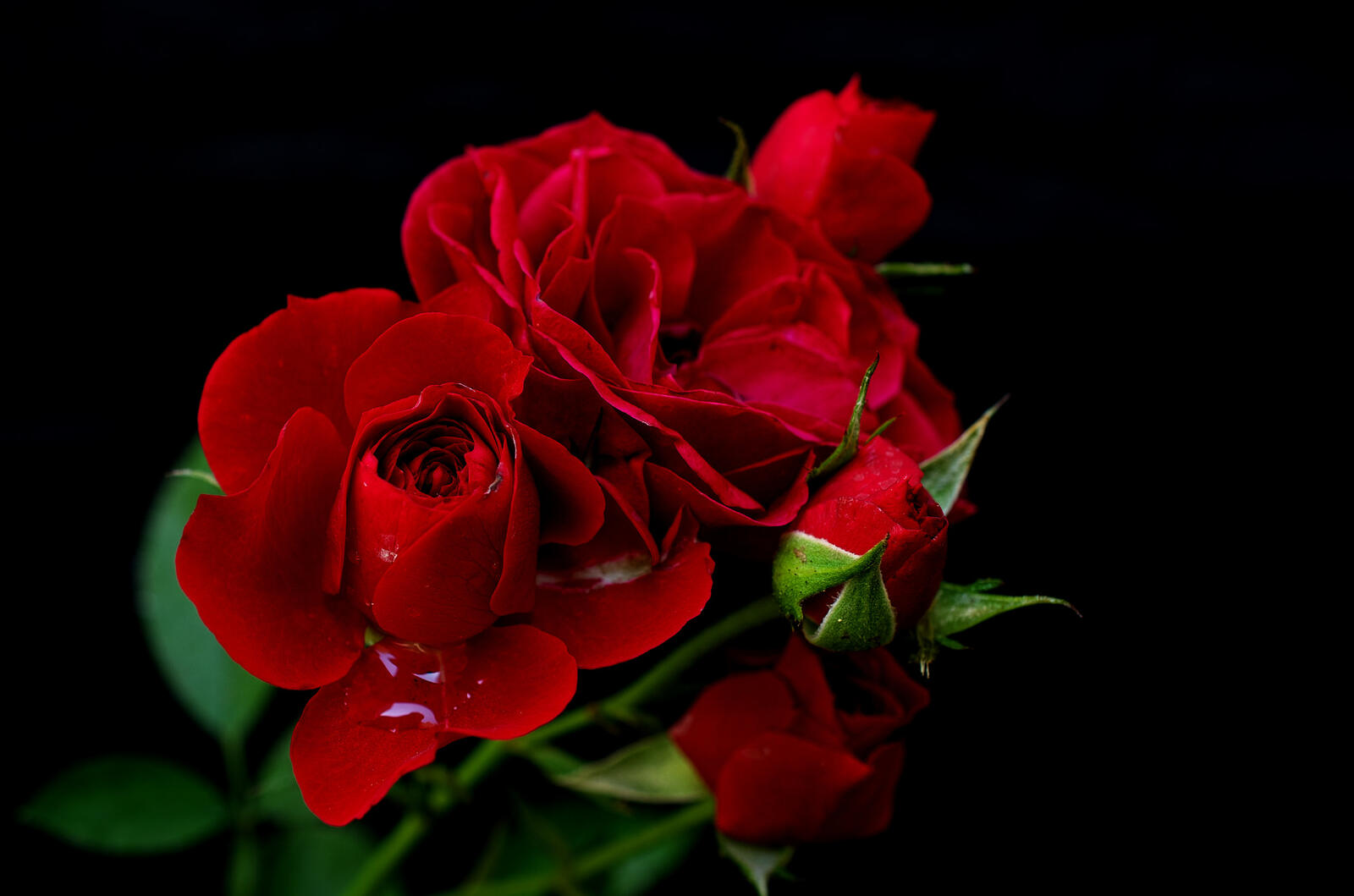 Обои розы цветение роза на рабочий стол