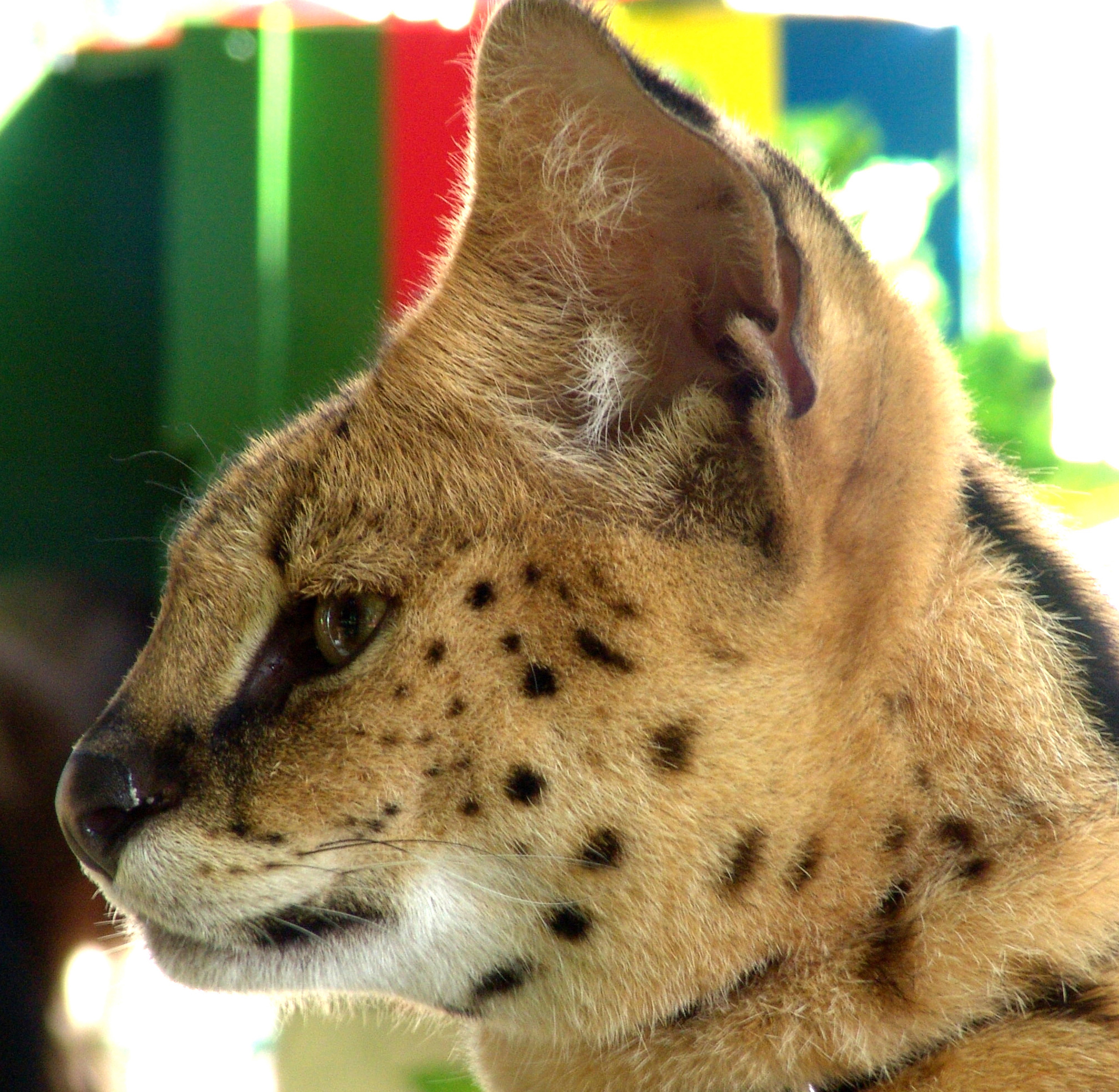 Free photo Face Serval