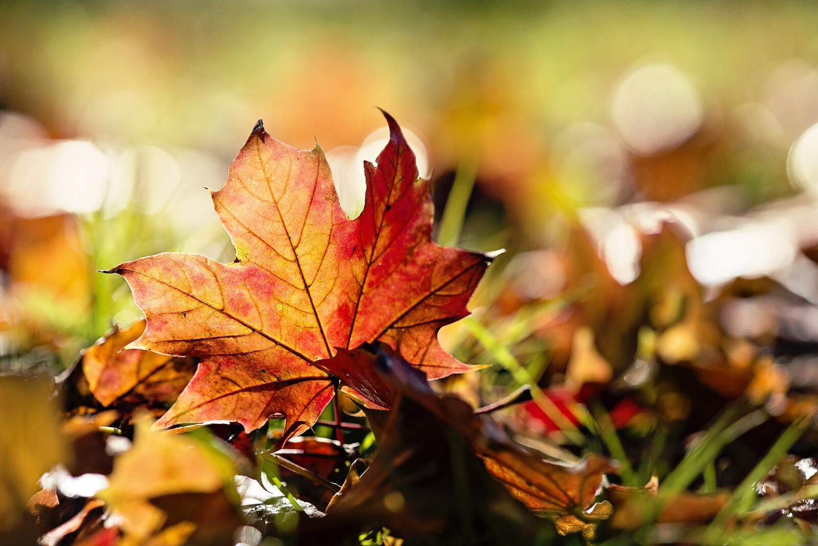 Обои кленовый лист осень пейзаж на рабочий стол