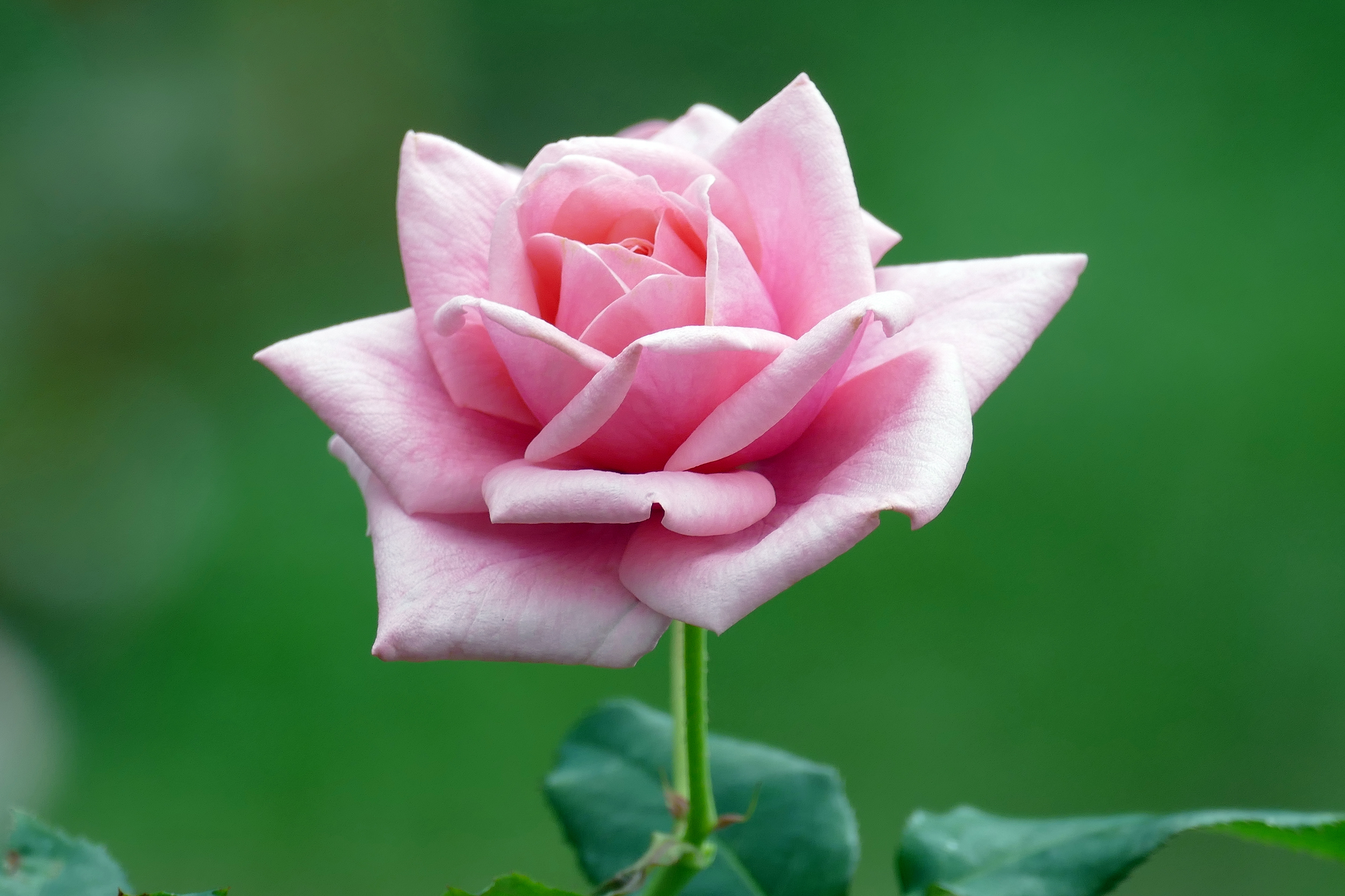Фото бесплатно цветочная композиция, цветок, розовый цветок