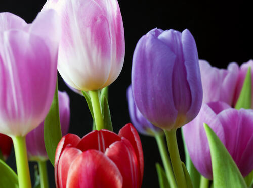 Макро съемка тюльпанов · бесплатное фото