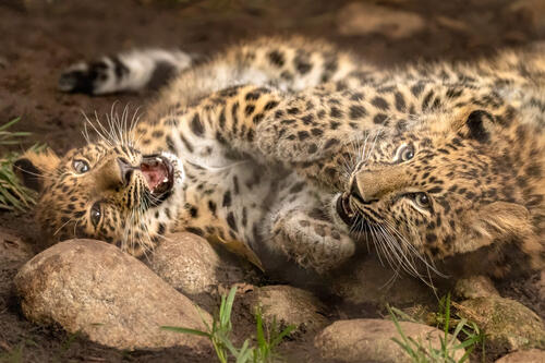 Не покупайте леопардов, пусть живут на воле! · бесплатное фото