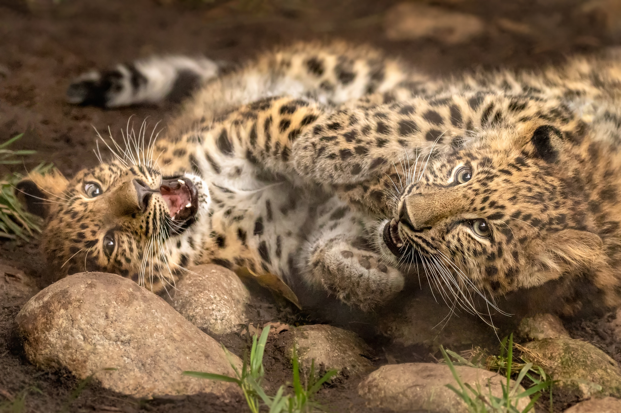 免费照片不要买豹子，让它们在野外生活吧!