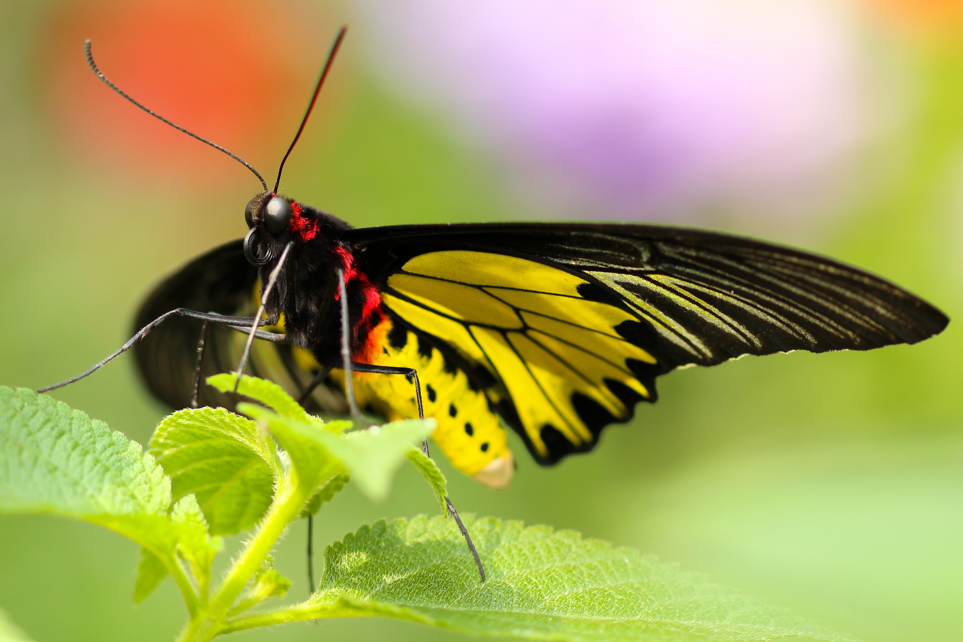 Бесплатное фото Красивая бабочка на зеленом листке