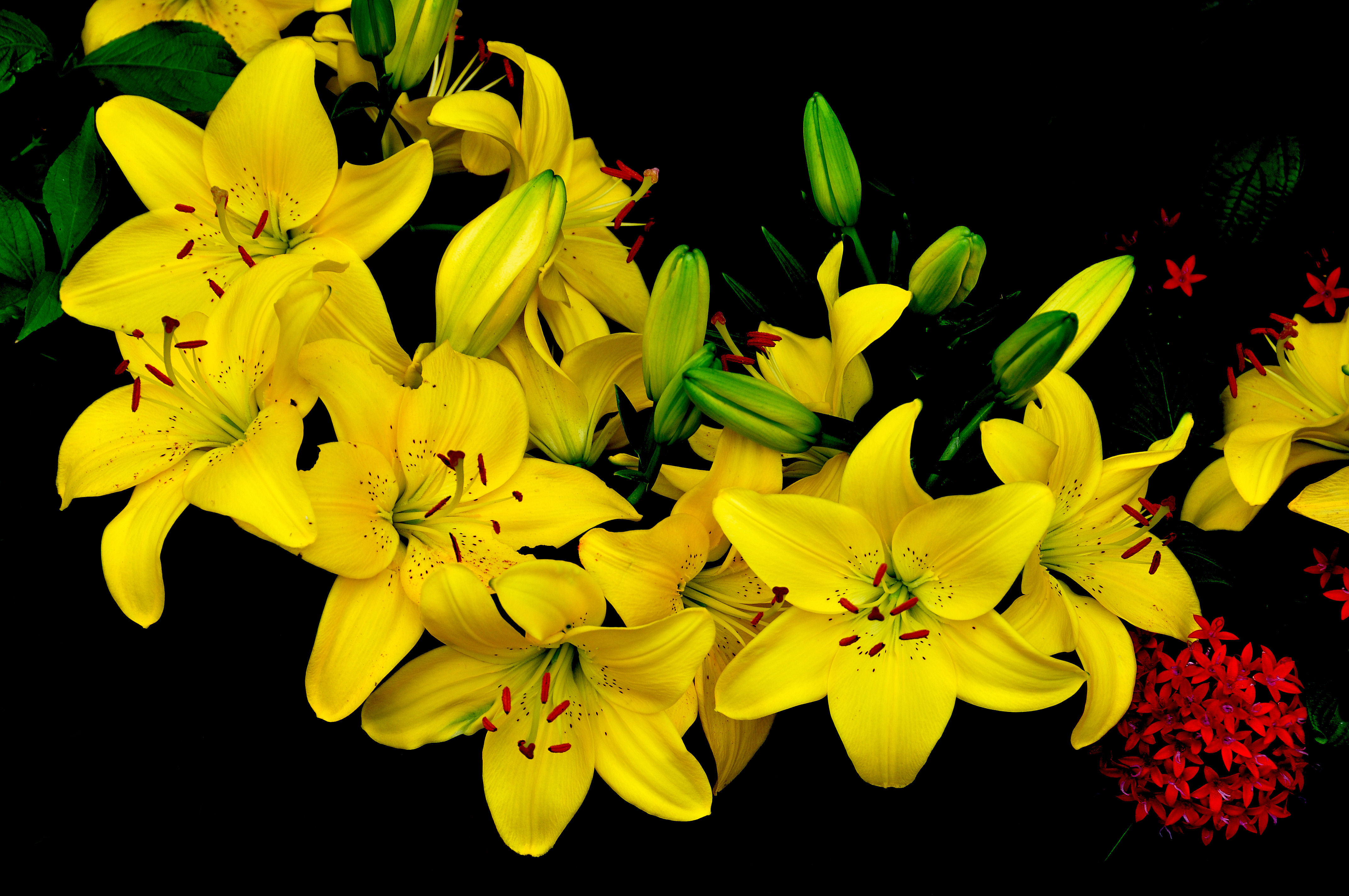 Photo free lilyt, flora, yellow lilies