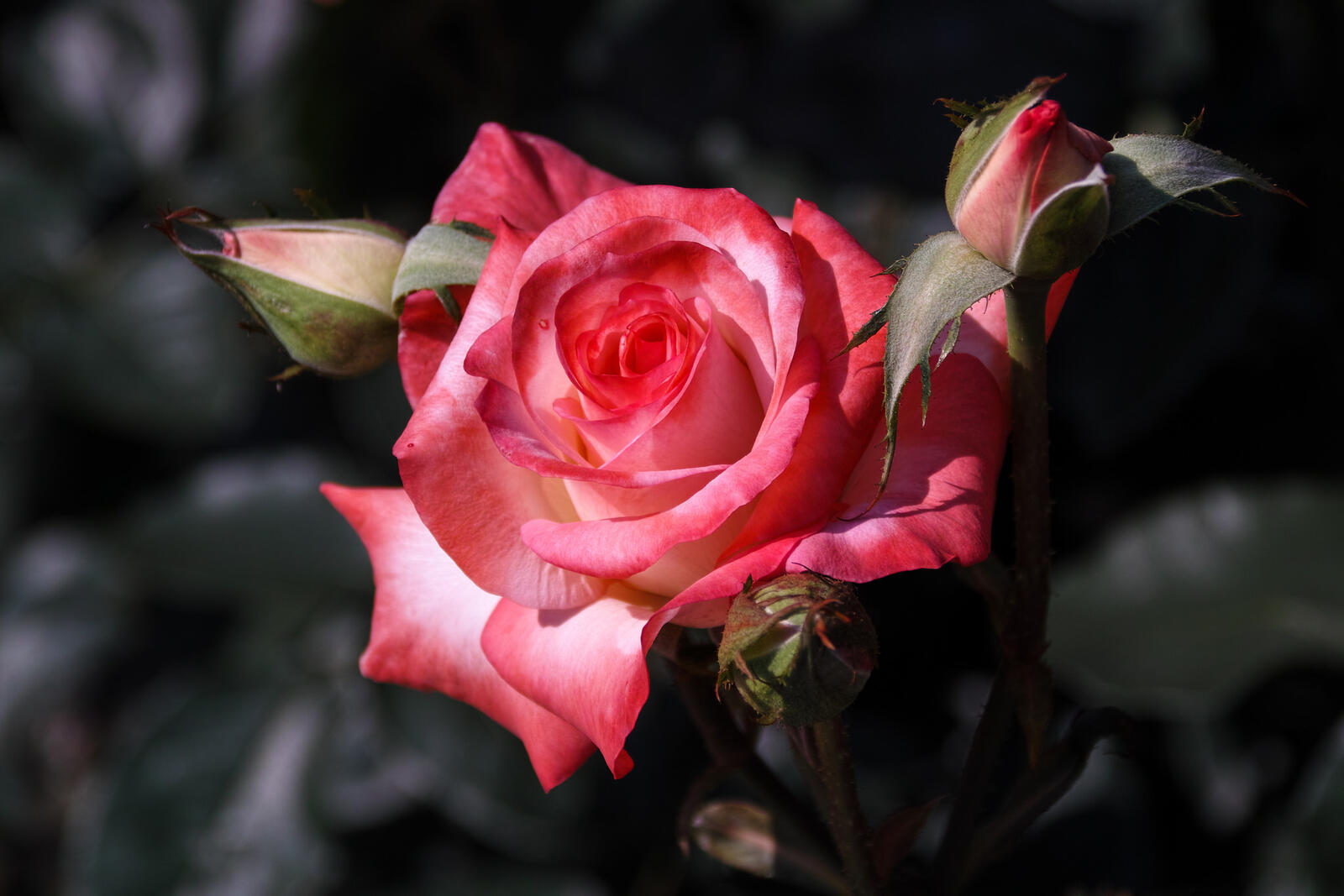 Обои цветы одинокая роза красный цветок на рабочий стол