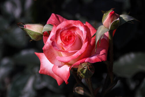цветы одинокая роза красный цветок