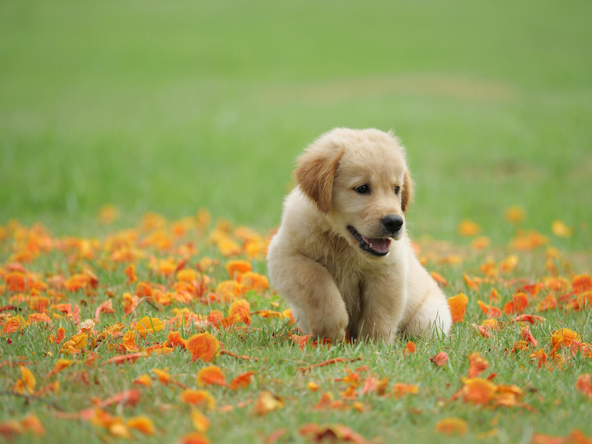 A puppy in the grass