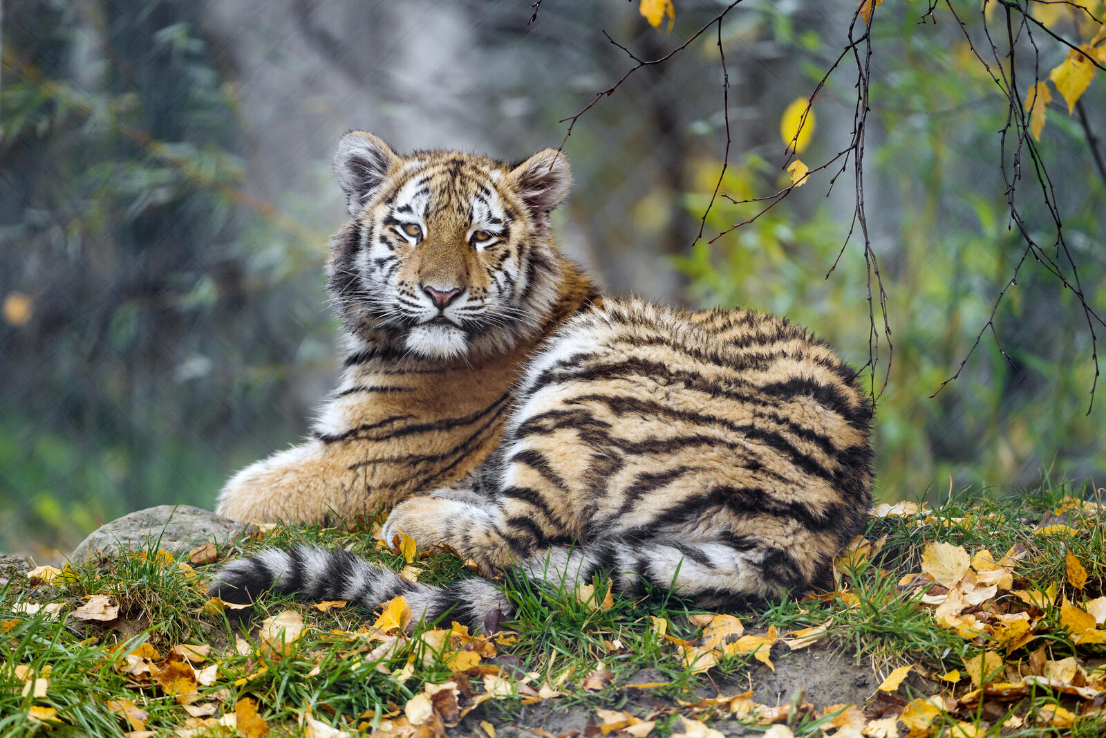 Wallpapers wild cat grass tiger cub on the desktop